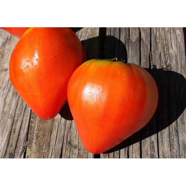 Tomate Petit Coeur de Boeuf Bio - Graine de Tomate