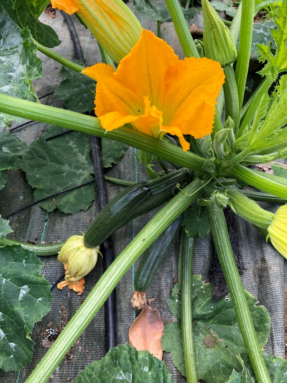 Fleur de courgette : récolte et utilisation en cuisine