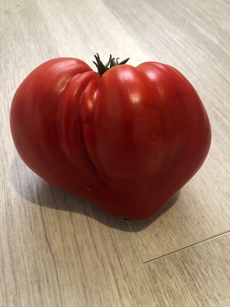 7 tomates tardives - notre sélection Promesse de Fleurs