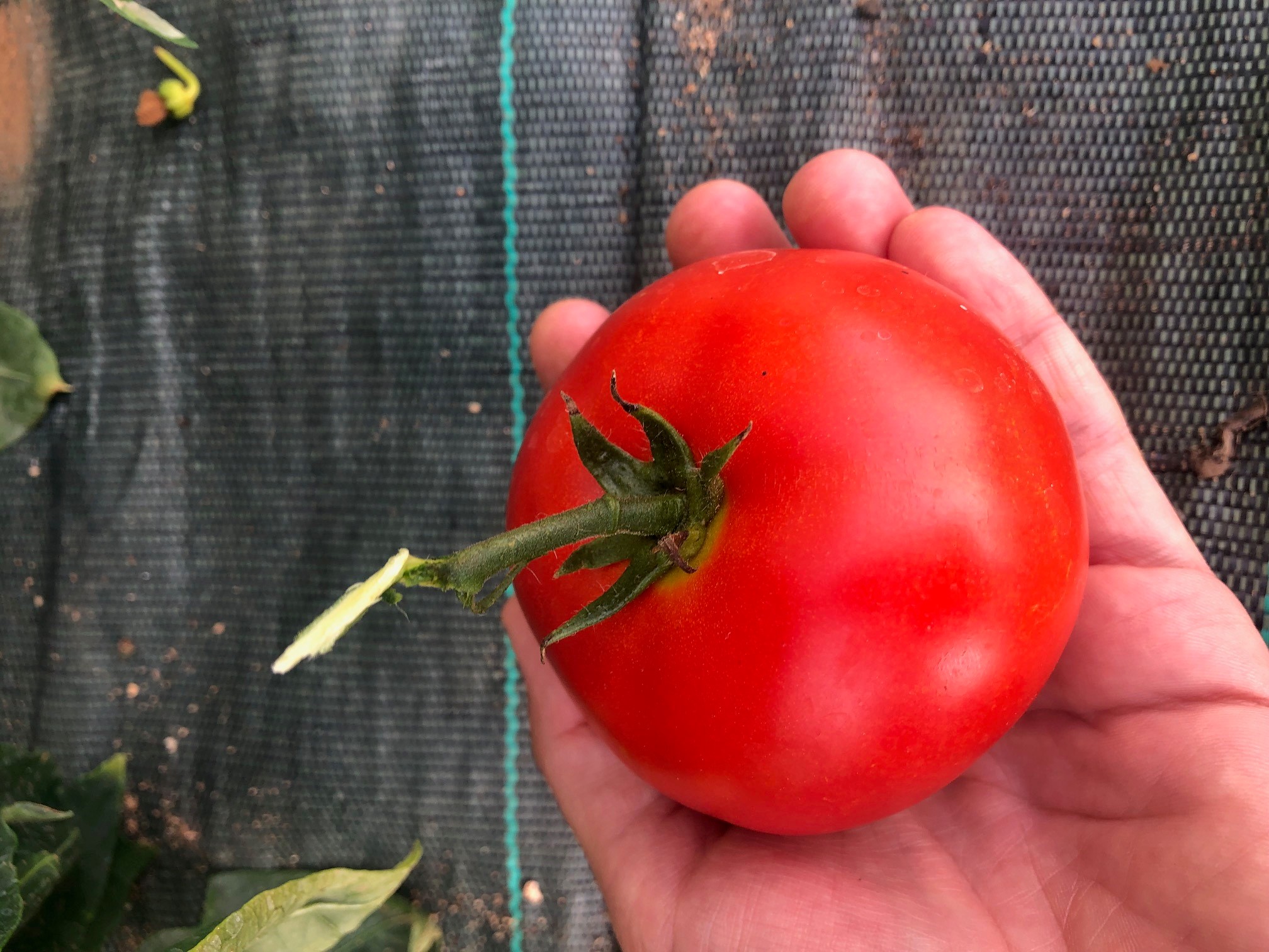 Comment et quand faire la récolte des graines de tomates ?